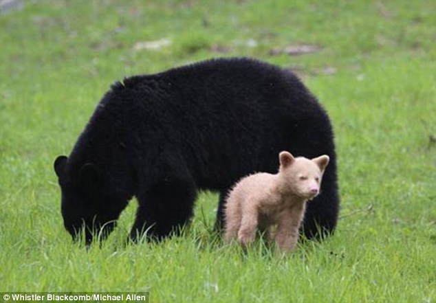 A cream-colored Bear cub spo.tted playing with its black Bear mother!