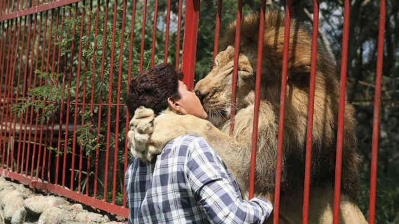 After 20 years together, it's time for the rescued lion to bid farewell to its rescuer.