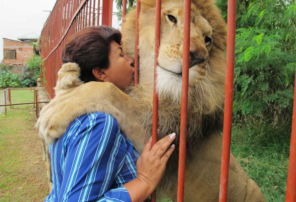 Happy ending After 20 years of companionship !!! Rescued Lion Says Goodbye To Its Caretaker. - Juligal