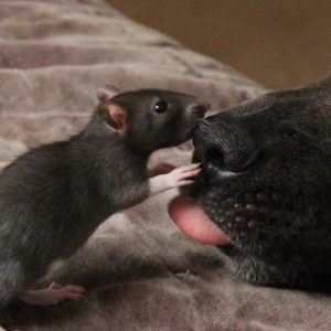 animal friends rat dog osiris riff 121