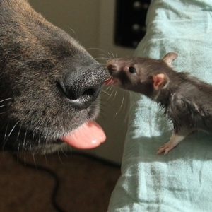 animal friends rat dog osiris riff 232