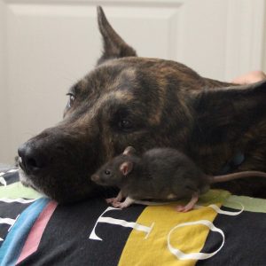 animal friends rat dog osiris riff 81