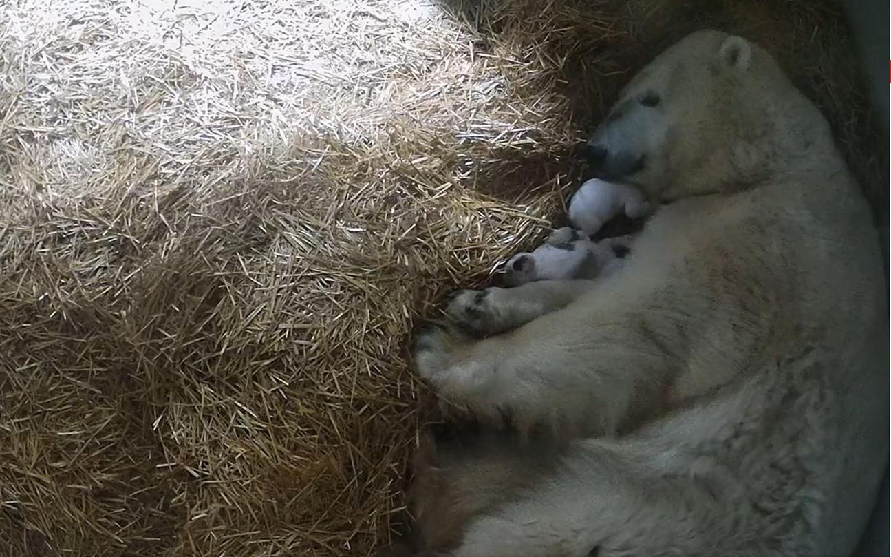 Toledo Zoo Twin Polar Bear Cubs! lexnau